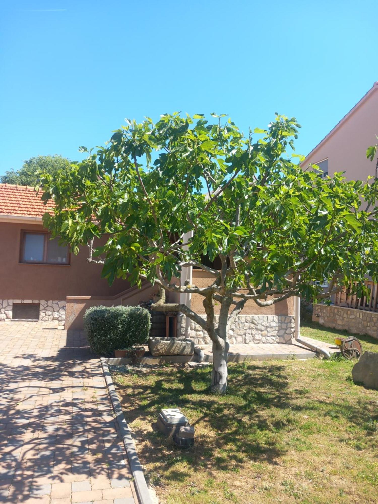 Apartmani Goga Biograd Na Moru Exteriér fotografie